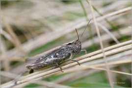 <p>SARANČE MĚNLIVÁ (Chorthippus biguttulus) ---- /bow-winged grasshopper - Nachtigall-Grashüpfer/</p>
